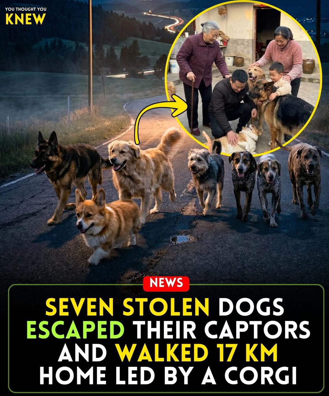 How 7 Dogs Became a Story The Internet Got Wrong (But it's Still Good News)